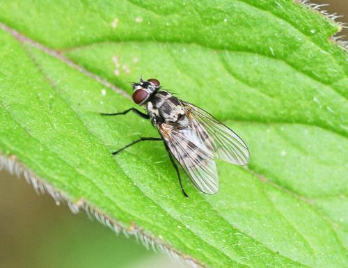 Limnophora tigrina